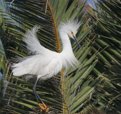 Snowy Egret