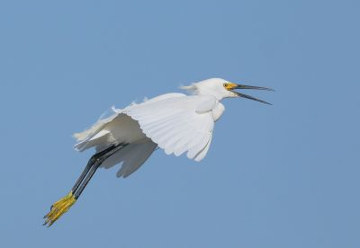 Snowy Egret, flying