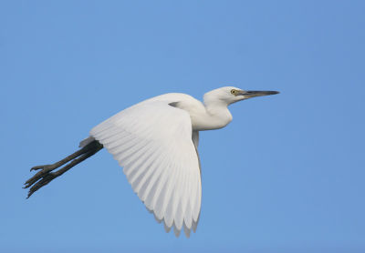 Snowy Egret, juvenile flying