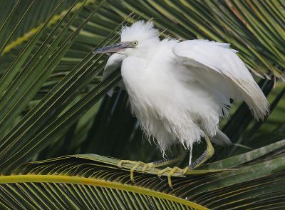 Snowy Egret, juvenile