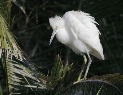 Snowy Egret, juvenile