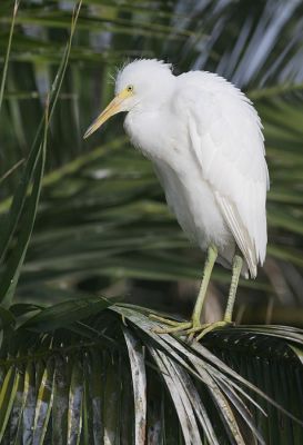 Snowy Egret, juvenile