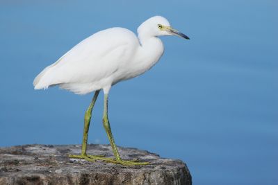 Snowy Egret, juvenile