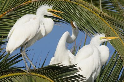 Great Egrets, juveniles