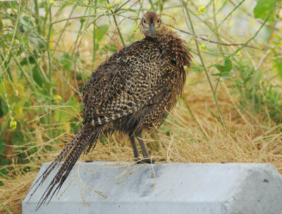 Ring-necked Pheasant, female
