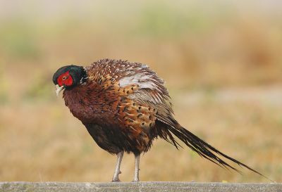 Ring-necked Pheasant, male