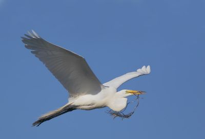 Great Egret, carrying nest material