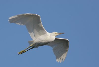 Snowy Egret, juvenile flying