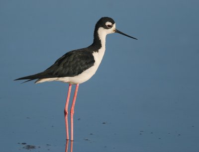 Black-necked Stilt, male