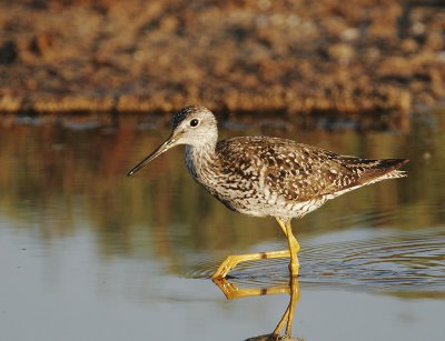 Greater Yellowlegs, molting