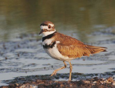 Killdeer