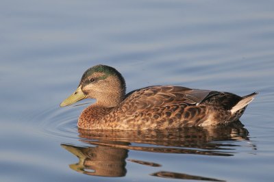 Mallard, male molting