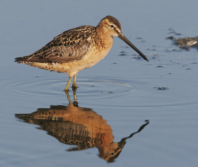 Long-billed Dowitcher, fall breeding plumage