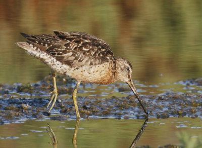 Dowitcher sp, fall breeding plumage