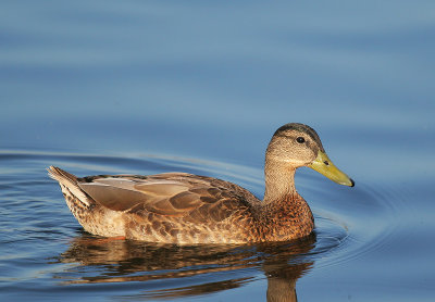 Mallard, male in eclipse