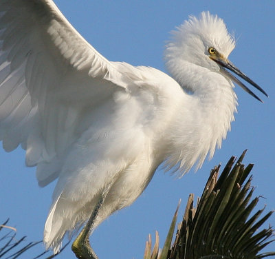 100% crop, sharpened