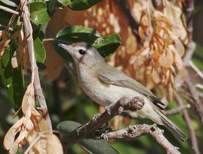 Warbling Vireo