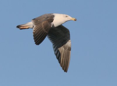 Yellow-footed Gull, second winter