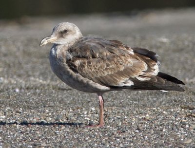 Western Gull, second winter