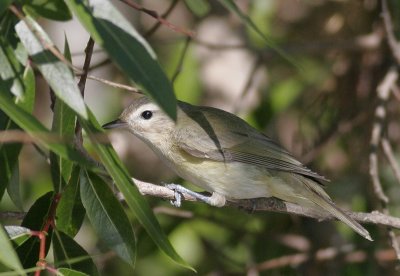 Warbling Vireo