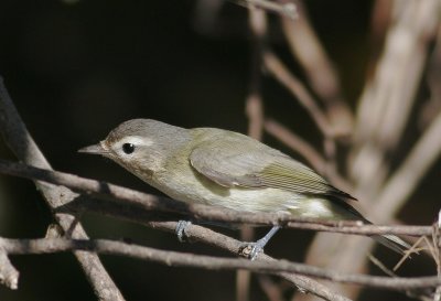 Warbling Vireo