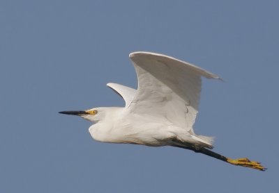 Snowy Egret, flying