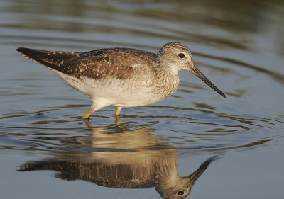 Greater Yellowlegs