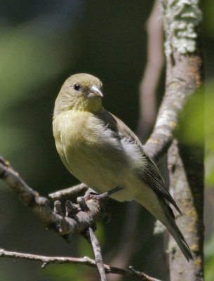 Lesser Goldfinch, female