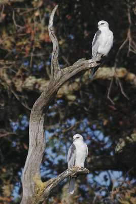 White-tailed Kites, pair