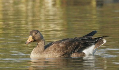 Greater White-fronted Goose, juvenile