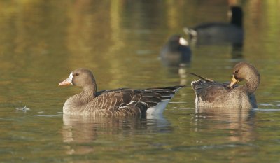 Greater White-fronted Geese, adult and juvenile