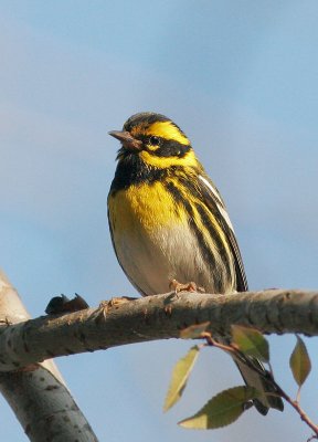 Townsend's Warbler, male