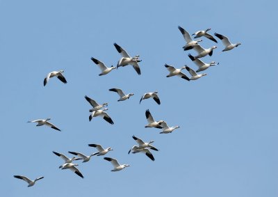Snow Geese, flying