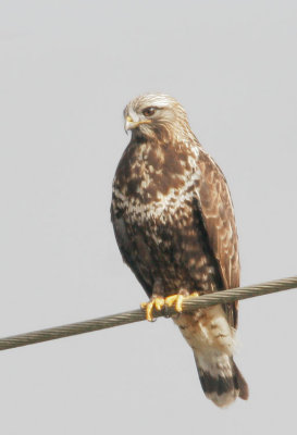 Rough-legged Hawk