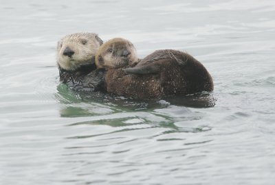 Sea Otters, mother and young