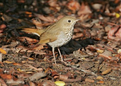 Hermit Thrush