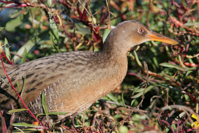 Ridgway's Rail