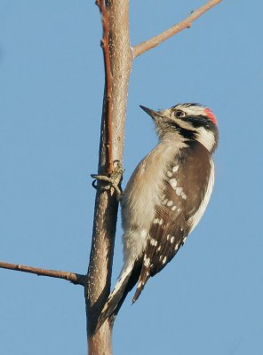 Downy Woodpecker, male
