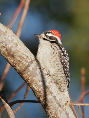 Nuttall's Woodpecker, male