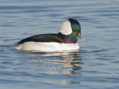 Bufflehead, male