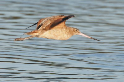 Marbled Godwit, flying