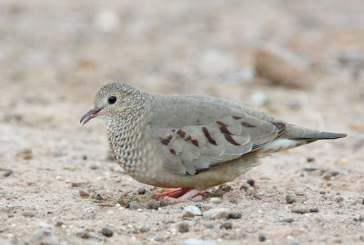 Common Ground-Dove, female