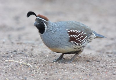 Gambels Quail, male