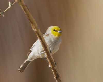 Verdin