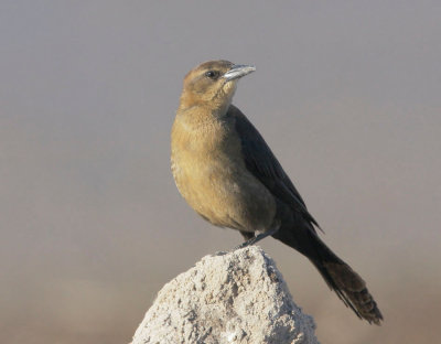 Great-tailed Grackle, female