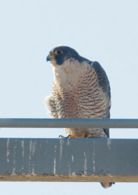 Peregrine Falcon