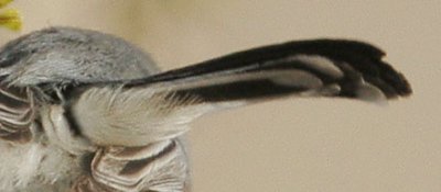 Black-tailed Gnatcatcher, undertail