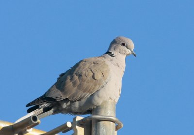 Eurasian Collared-Dove