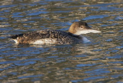 Common Loon