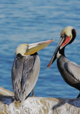 Brown Pelicans, breeding plumage